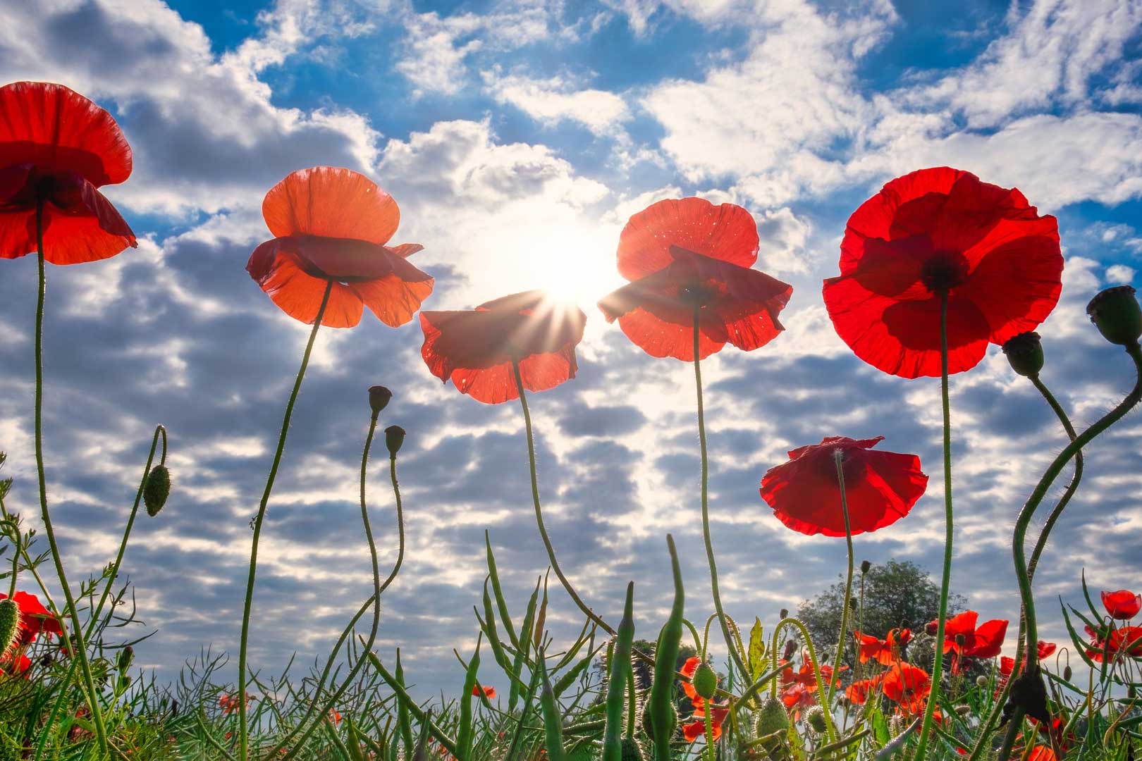 remembrance day poppies
